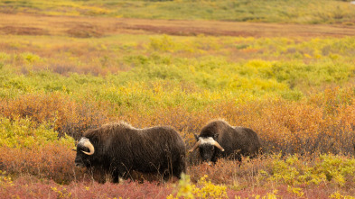 Imagen de La pesca del oro (T19): Crear o romper - Parte 1 - 2