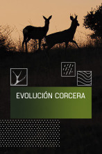 Imagen de Evolución corcera - 1