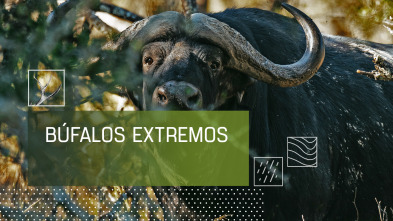 Imagen de Búfalos extremos - 2