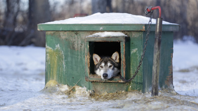 Imagen de Vida bajo cero: Rastro de lobos - 2