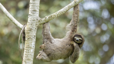 Imagen de Costa Rica: Pura Vida 1 - 3