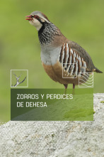 Imagen de Zorros y perdices de dehesa - 1