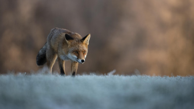 Imagen de Zorros y perdices de dehesa - 3