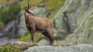 Imagen de Rebecos del Cadí-Moixeró - 3