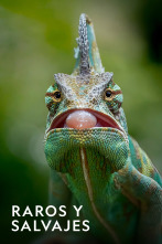 Imagen de Raros y Salvajes  - 1