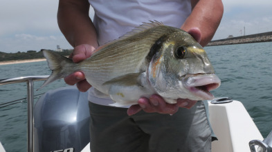 Imagen de Doradas desde barco - 3