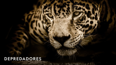 Imagen de Depredadores  - 2