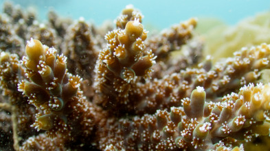 Imagen de China Salvaje: Cantón  - 6