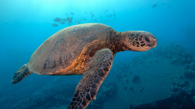 Imagen de China Salvaje: Cantón  - 7