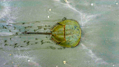 Imagen de China Salvaje: Cantón: Costa - 1