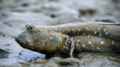 Imagen de China Salvaje: Cantón: Costa - 2