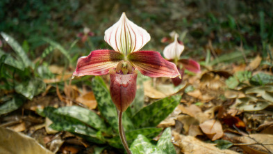 Imagen de China Salvaje: Cantón: Ciudades - 1