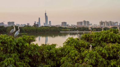 Imagen de China Salvaje: Cantón: Ciudades - 2