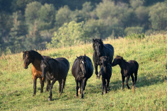 Imagen de Aventura a caballo con Gordon Buchanan - 7