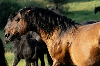 Imagen de Aventura a caballo con Gordon Buchanan - 9