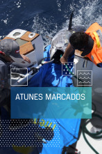 Imagen de Atunes marcados - 1