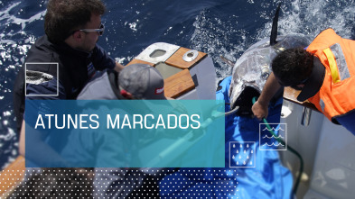 Imagen de Atunes marcados - 2
