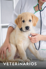 Imagen de Veterinarios  - 1