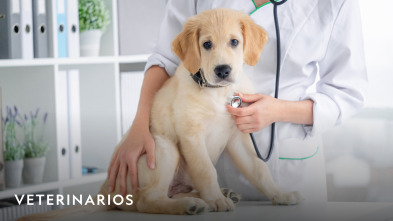 Imagen de Veterinarios  - 2