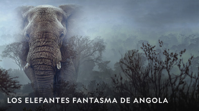 Imagen de Los elefantes fantasma de Angola - 2