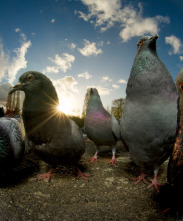 Imagen de Londres salvaje - 3