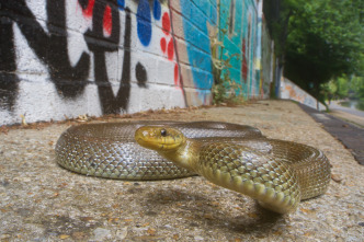 Imagen de Londres salvaje - 6