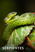 Imagen de Serpientes  - 1