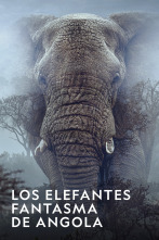 Imagen de Los elefantes fantasma de Angola  - 1