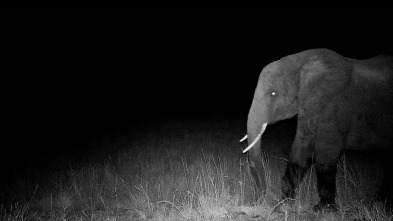 Imagen de Los elefantes fantasma de Angola  - 3