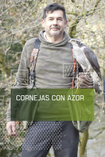 Imagen de Cornejas con azor - 1