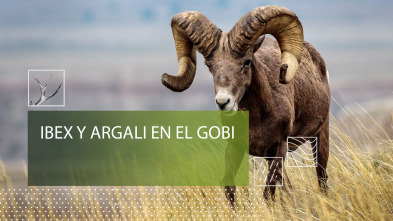 Imagen de Ibex y Argali del Gobi - 2
