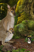 Imagen de Wonder Pets en la... (T2): Ayudan a los walabíes / Ayudan a la babosa - 1