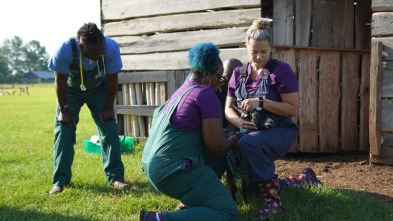 Imagen de Critter fixers:...: Una cabra muy hinchada - 1