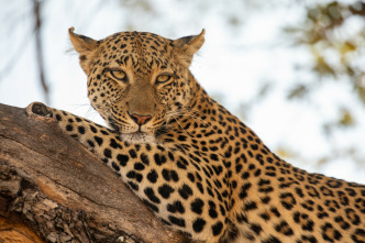 Imagen de Felinos noche y día: Se avecinan cambios - 3