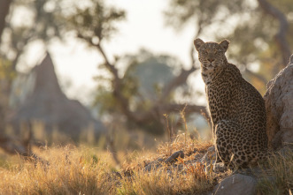 Imagen de Felinos noche y día: Se avecinan cambios - 5