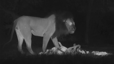 Imagen de Felinos noche y día: Se avecinan cambios - 7