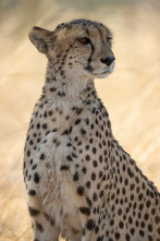 Imagen de Felinos noche y día: La persecución - 5