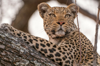 Imagen de Felinos noche y día: Una manada dividida - 4