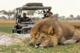 Imagen de Felinos noche y día: Una manada dividida - 5