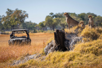 Imagen de Felinos noche y día: La reunión - 1