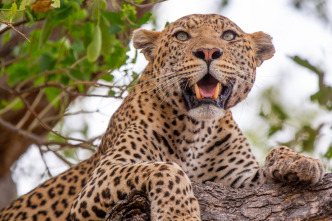 Imagen de Felinos noche y día: La reunión - 2