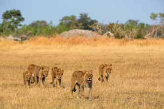 Imagen de Felinos noche y día: La reunión - 3