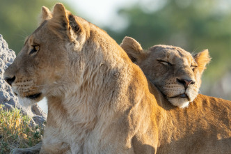 Imagen de Felinos noche y día: La reunión - 5