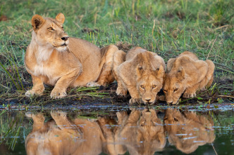 Imagen de Felinos noche y día: La reunión - 6