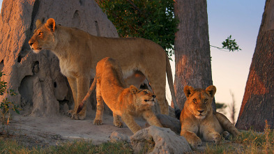 Imagen de Felinos noche y día: La reunión - 8