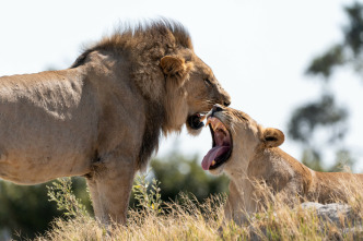 Imagen de Felinos noche y día: Nueva generación - 2