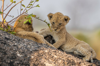 Imagen de Felinos noche y día: Nueva generación - 4