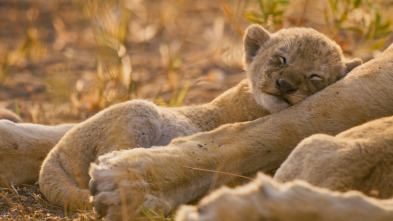 Imagen de Felinos noche y día: Nuevos comienzos - 1