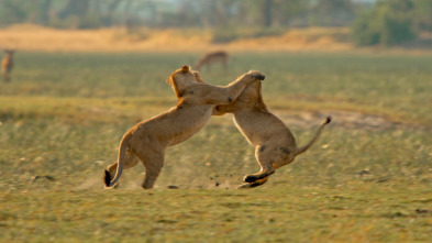 Imagen de Felinos noche y día: Nuevos comienzos - 2
