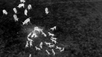 Imagen de Felinos noche y día: Nuevos comienzos - 3